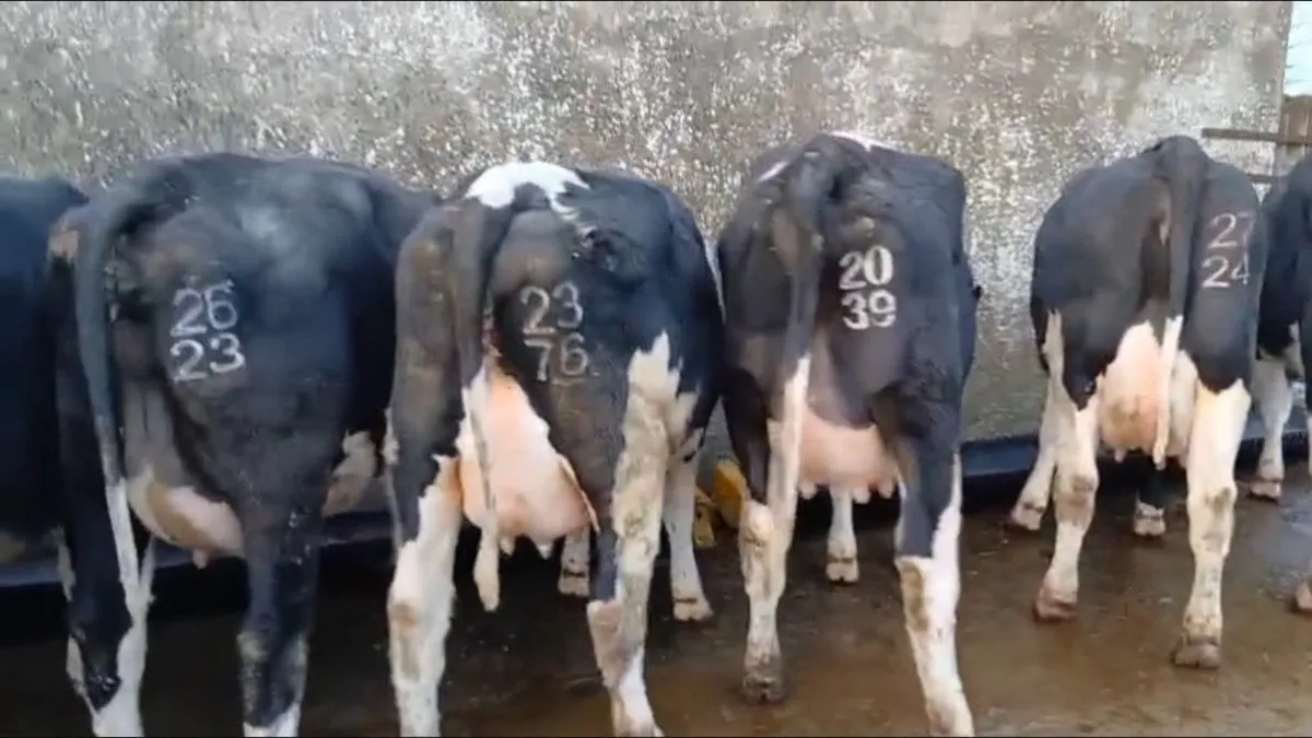 Freisian heifers - Image 2