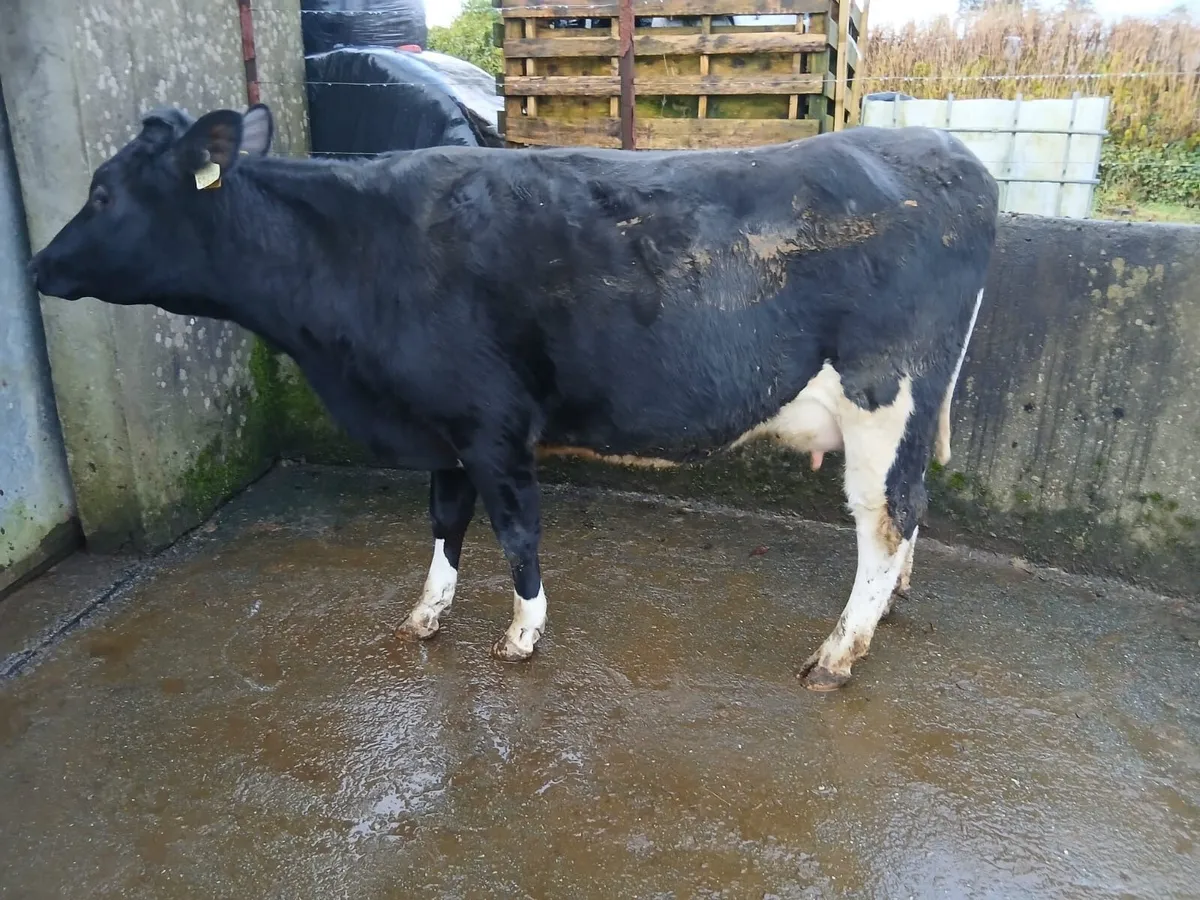 Freisian heifers - Image 4