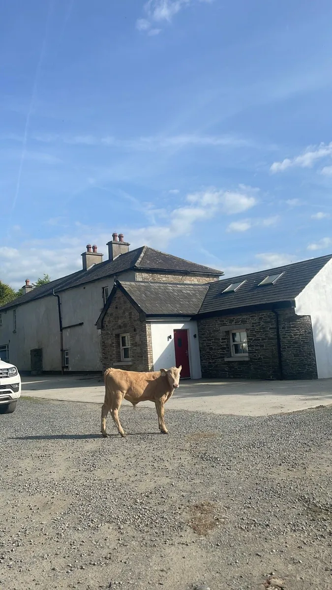Calves from locked up herds. - Image 1