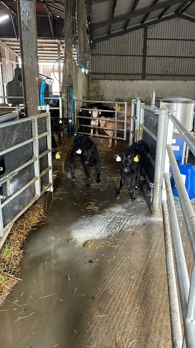 Calves from locked up herds. - Image 2