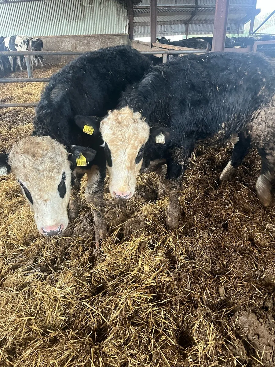 Hereford weanlings - Image 1