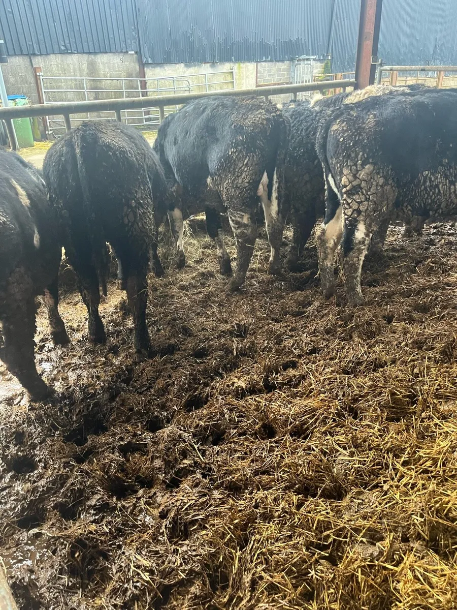Hereford weanlings - Image 2