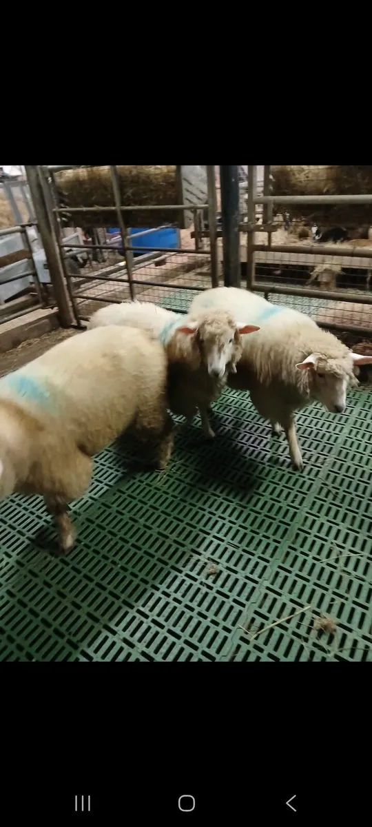 Galway hoggets - Image 2