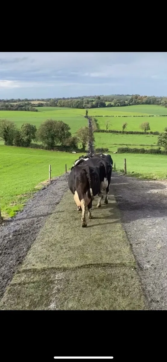 Astro turf (cow paths) - Image 4