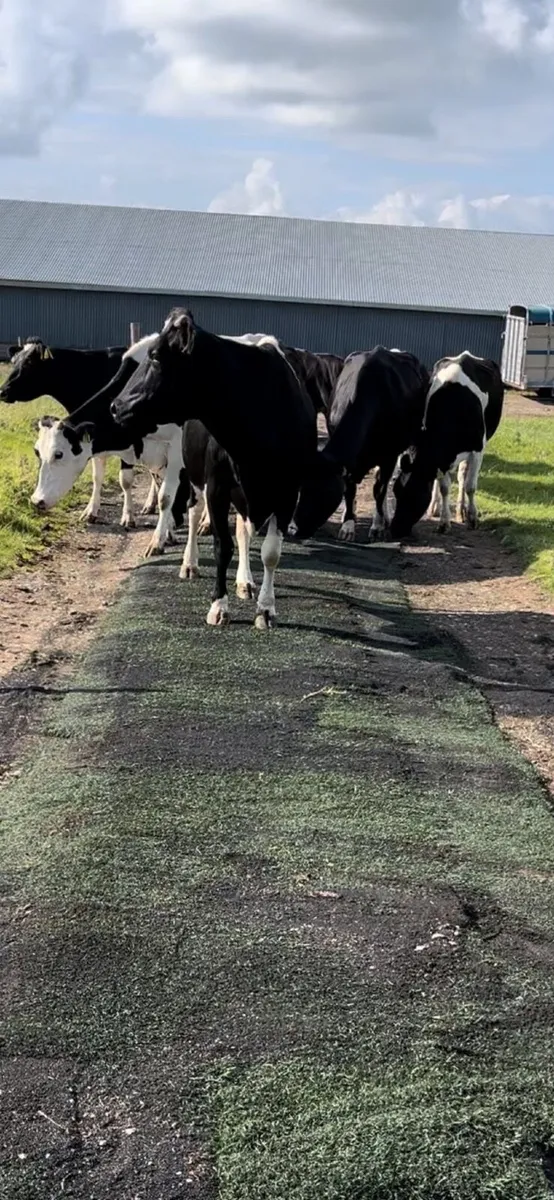Astro turf (cow paths) - Image 1