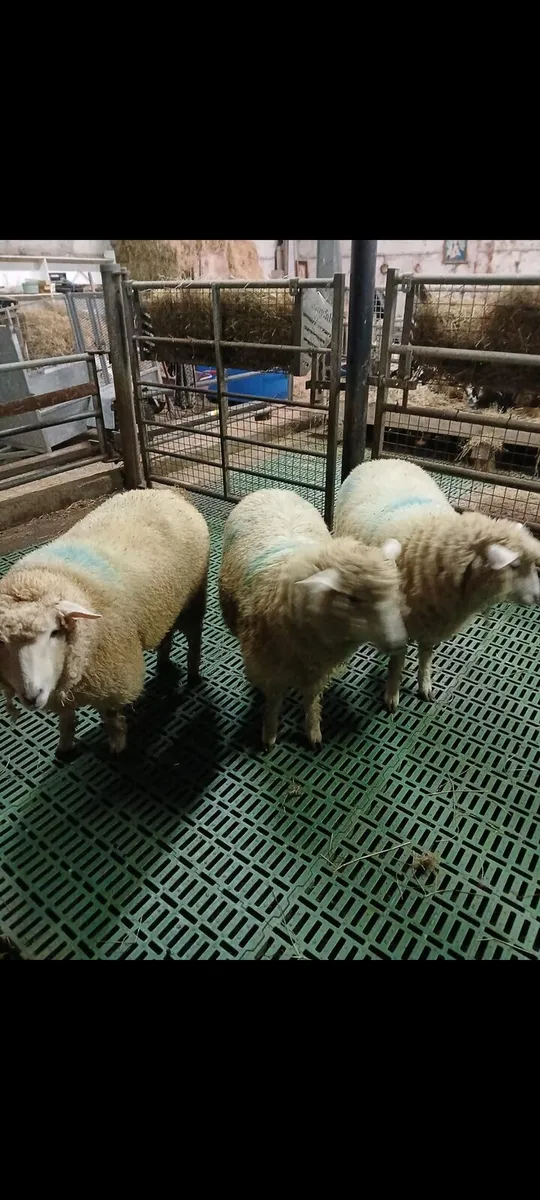 Galway hoggets - Image 3