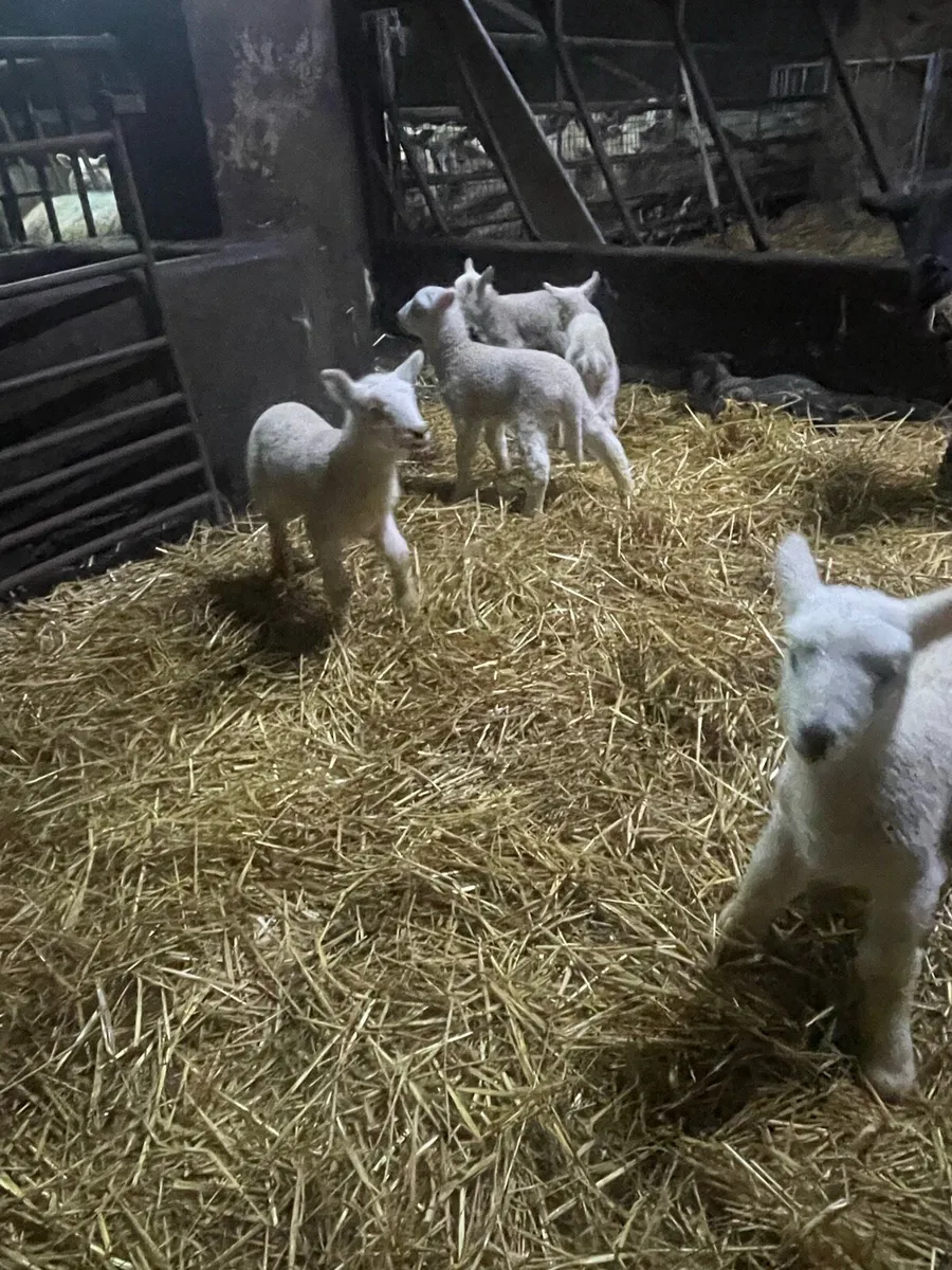 Ewes with lambs at foot - Image 2