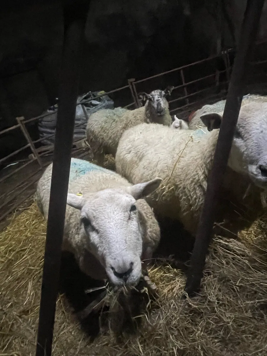 Ewes with lambs at foot - Image 1