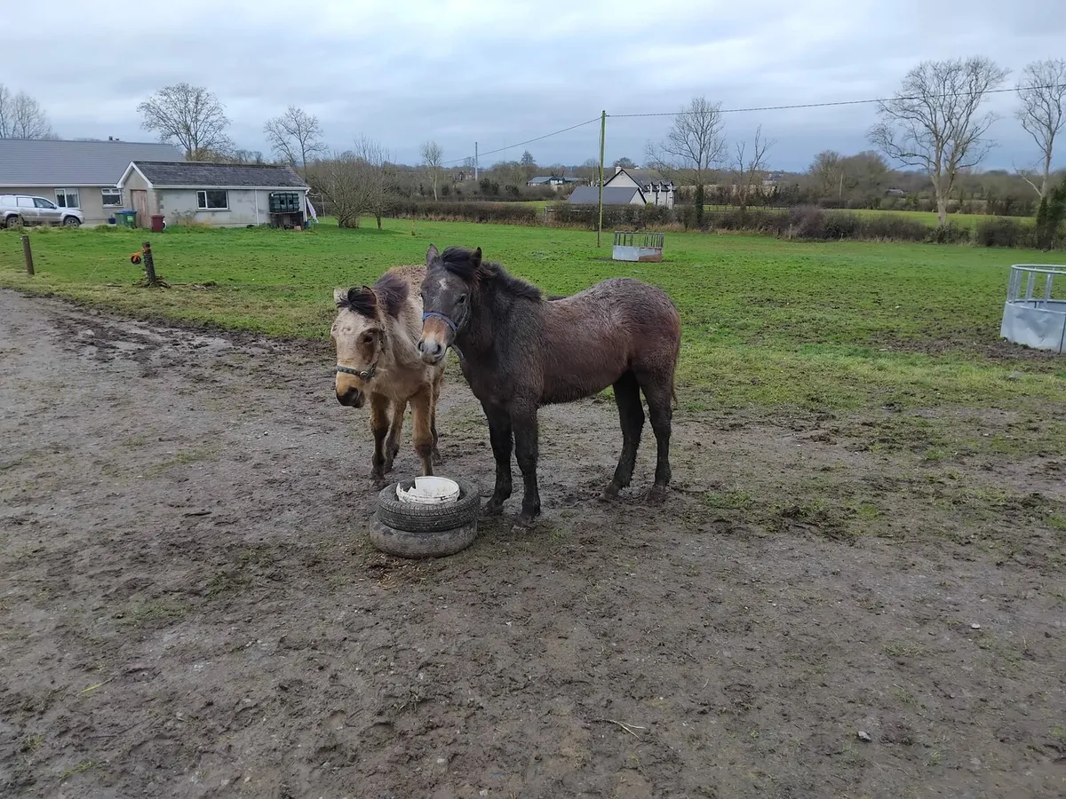 2 Connemara Pony Foals For Sale - Image 1
