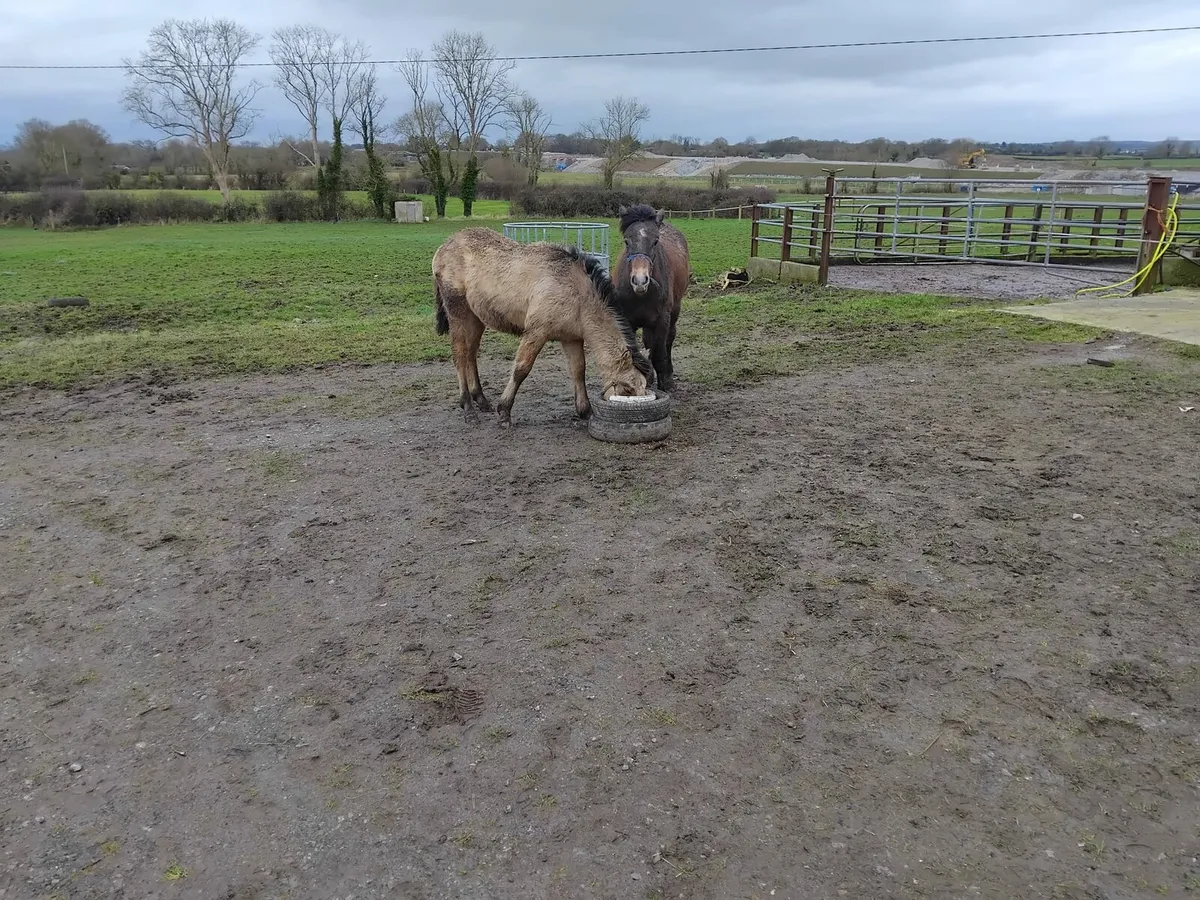 2 Connemara Pony Foals For Sale - Image 3