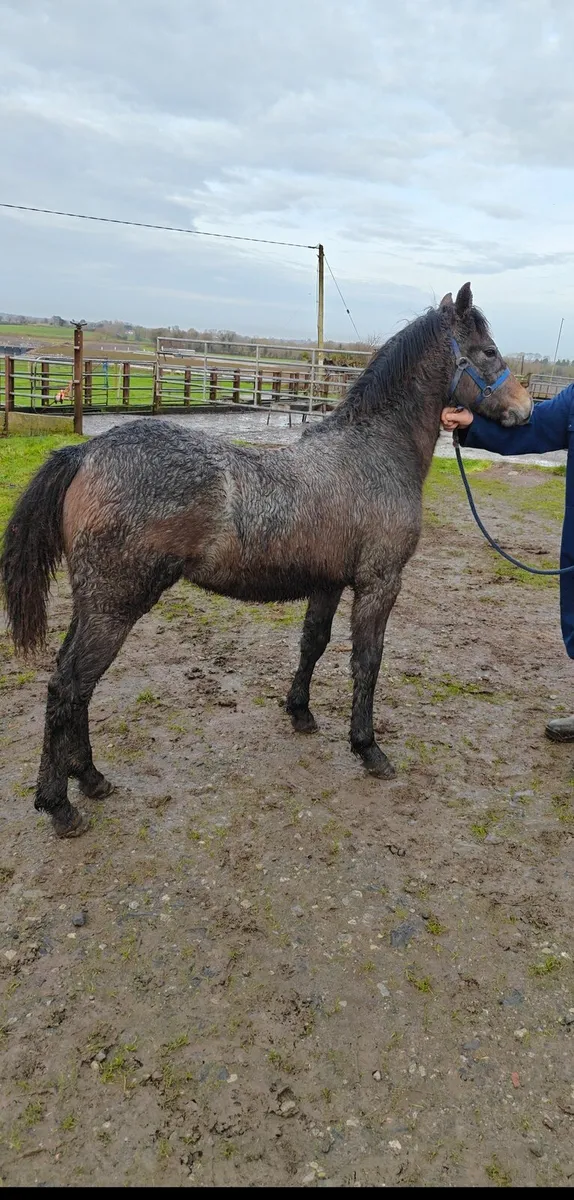 2 Connemara Pony Foals For Sale - Image 4