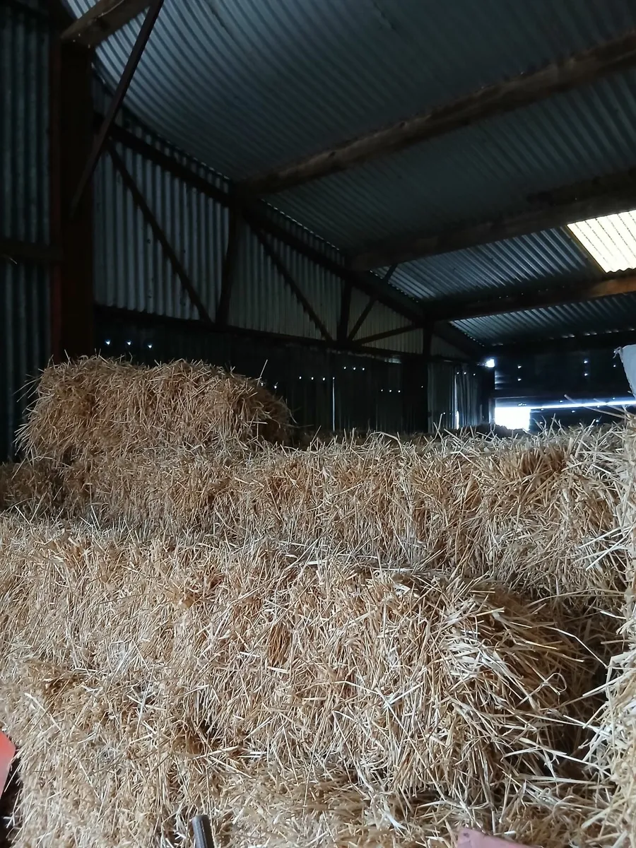 Square bales of straw - Image 1