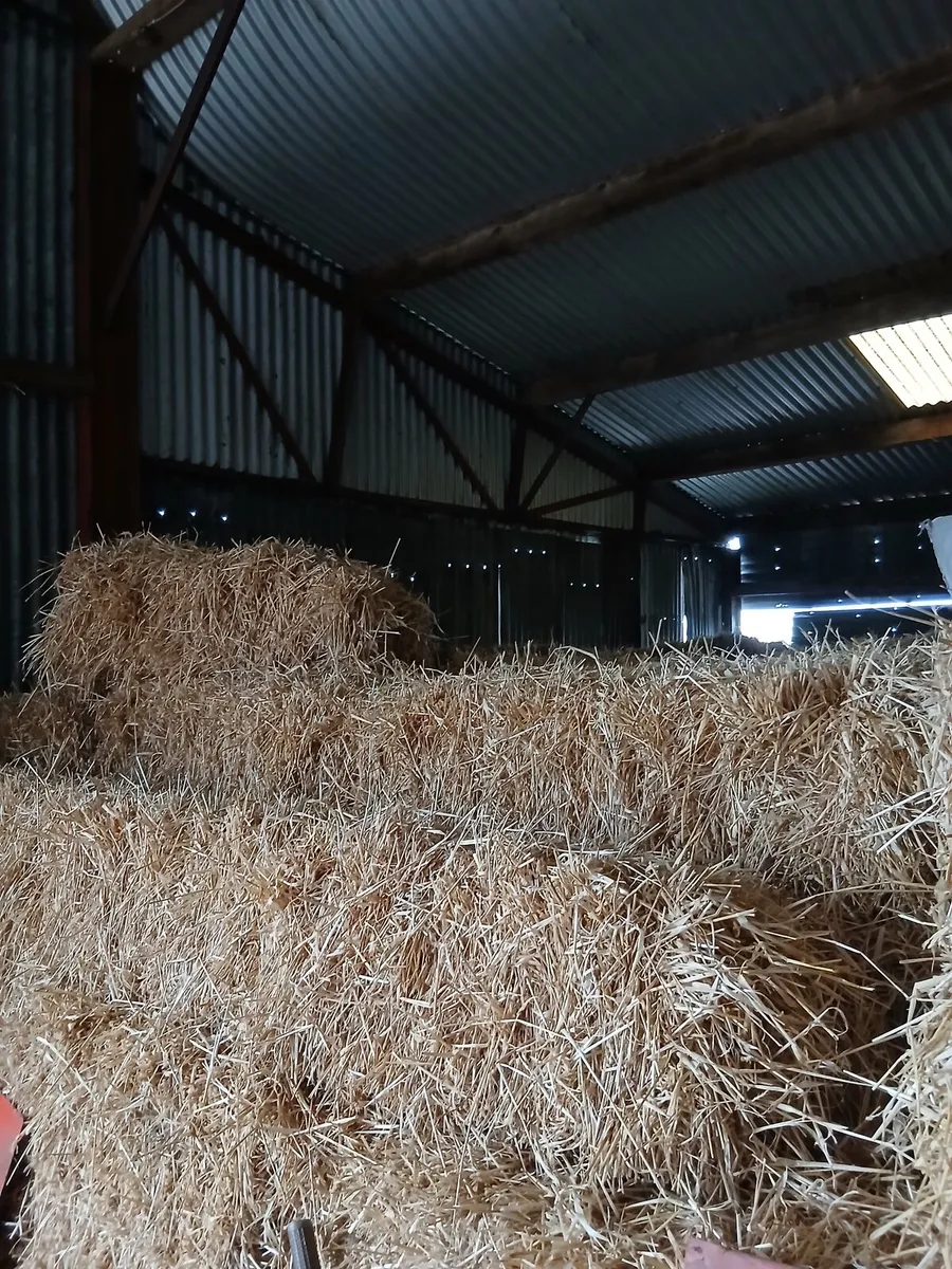 Square bales of straw - Image 2