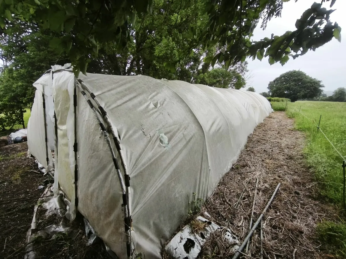 Polytunnel - Image 3