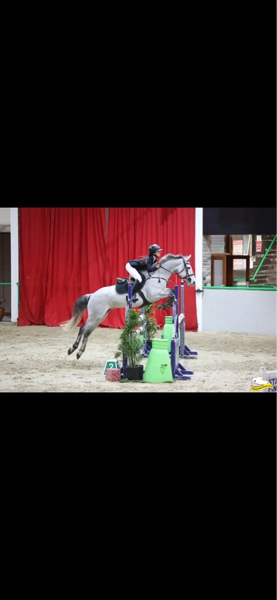 148 7yo pony - Image 2