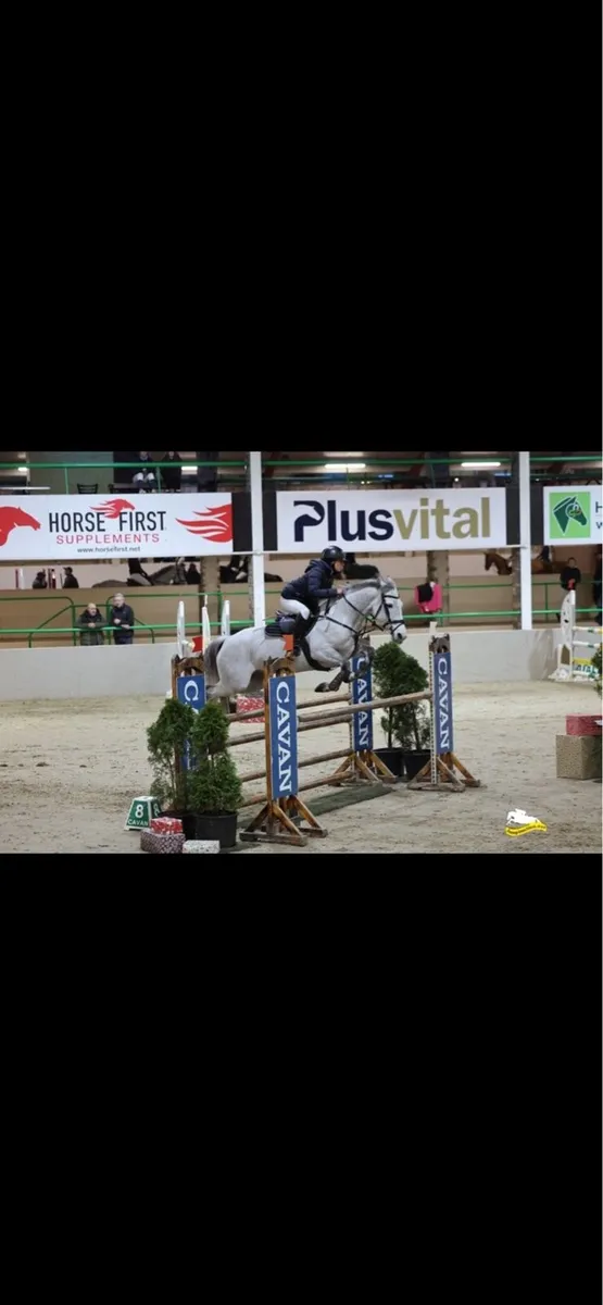 148 7yo pony - Image 3