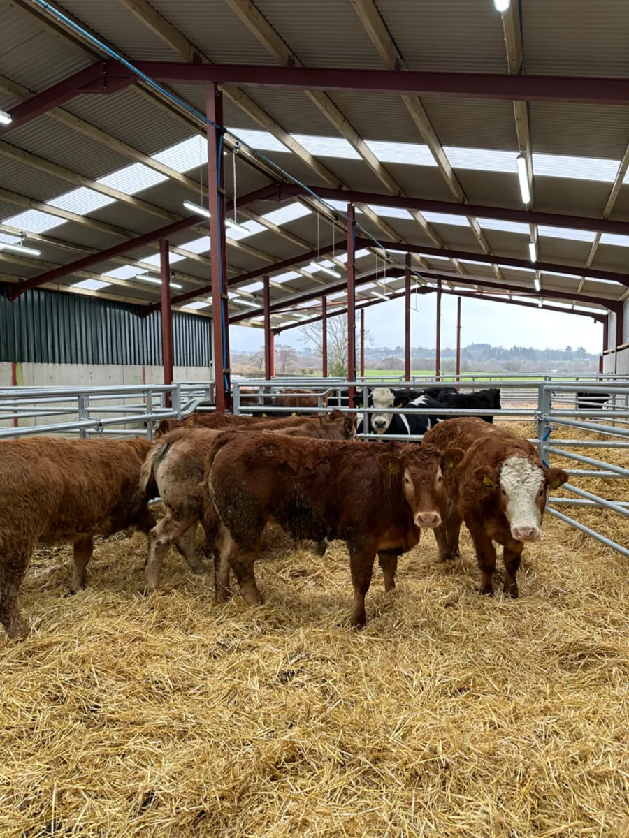 Lim heifers - Image 4