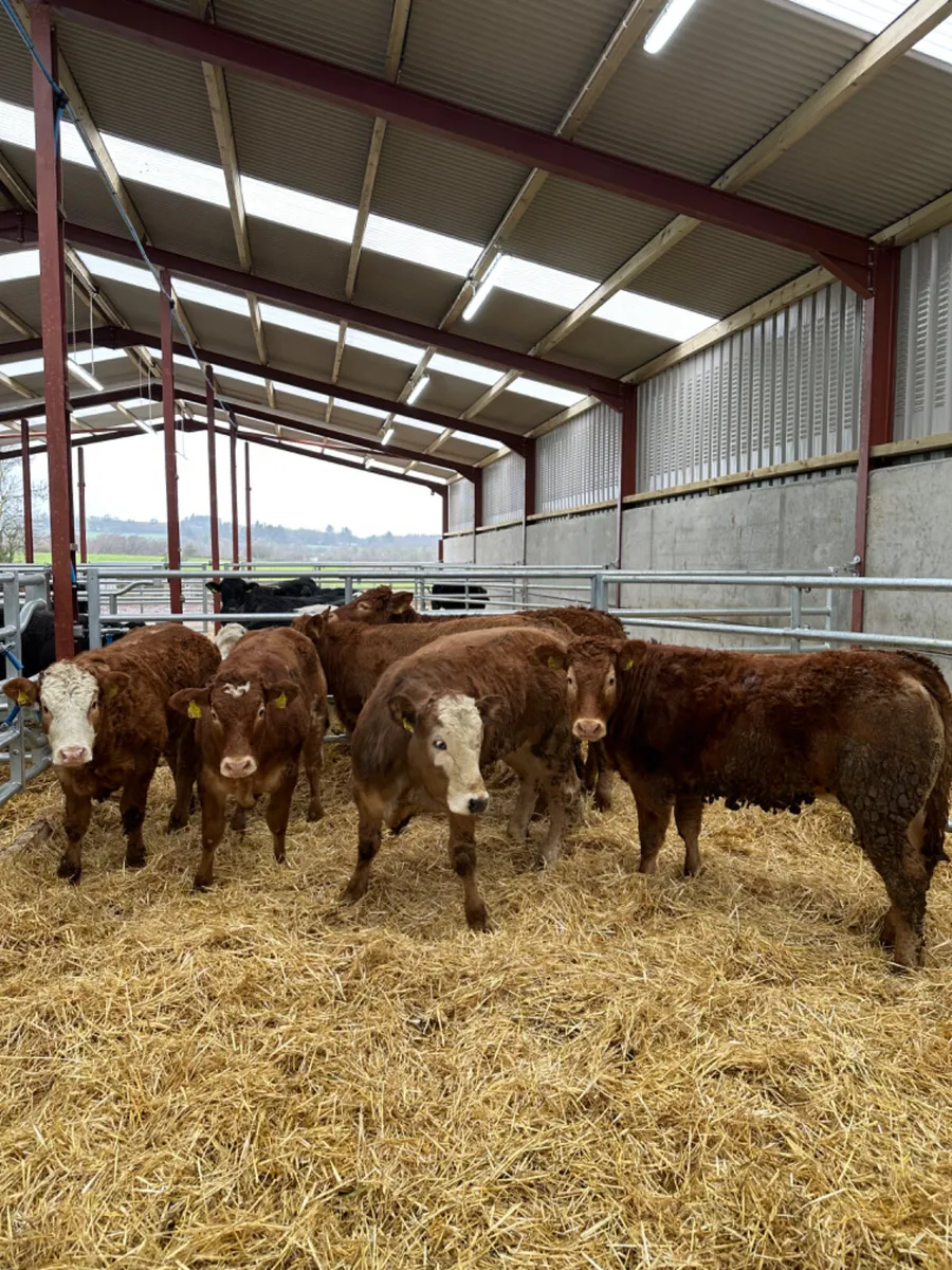 Lim heifers - Image 2