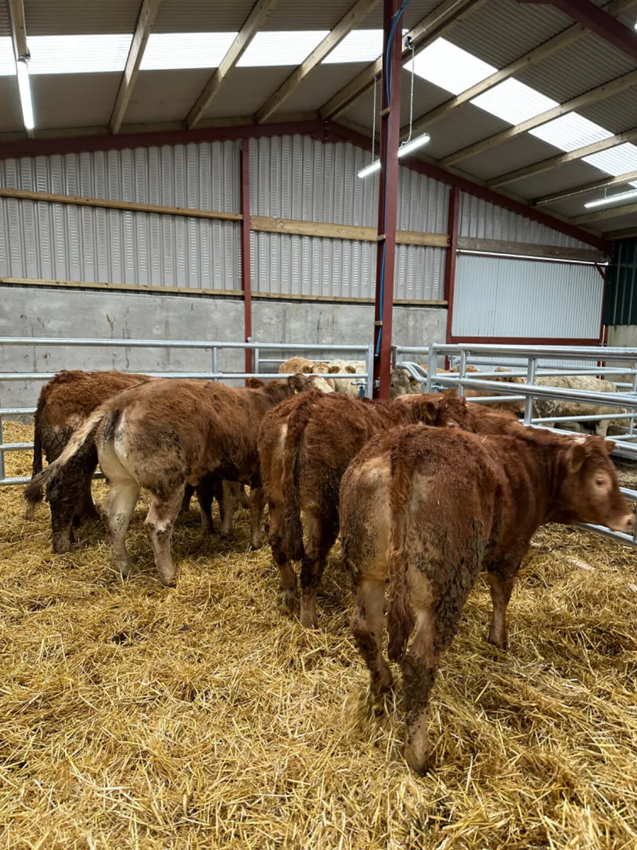 Lim heifers - Image 3