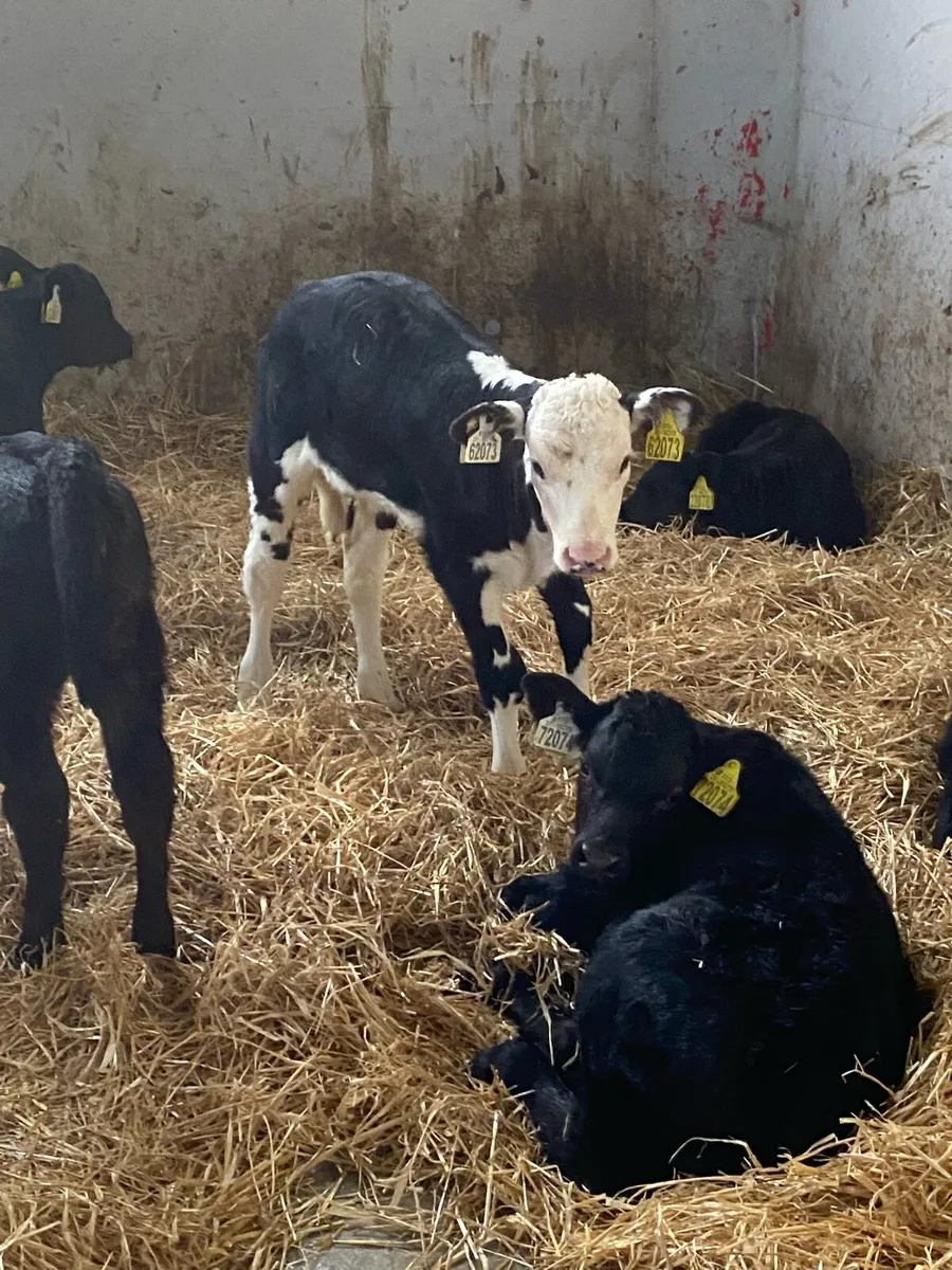 Calves - Image 4