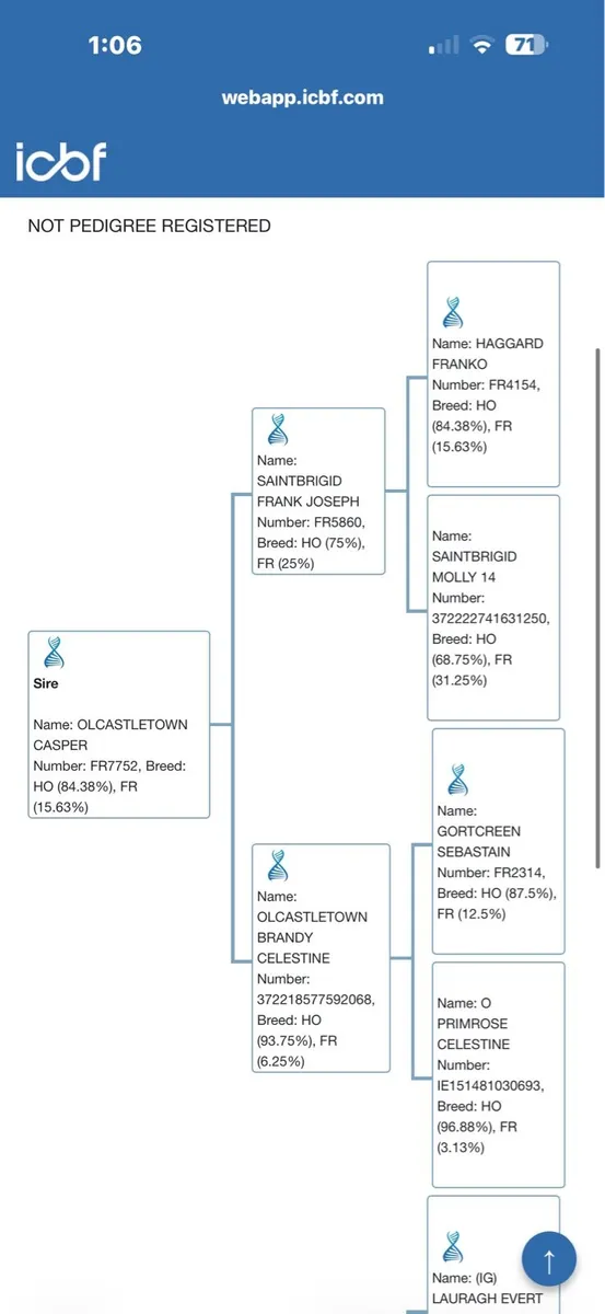 3yr old Frieasan bull - Image 4