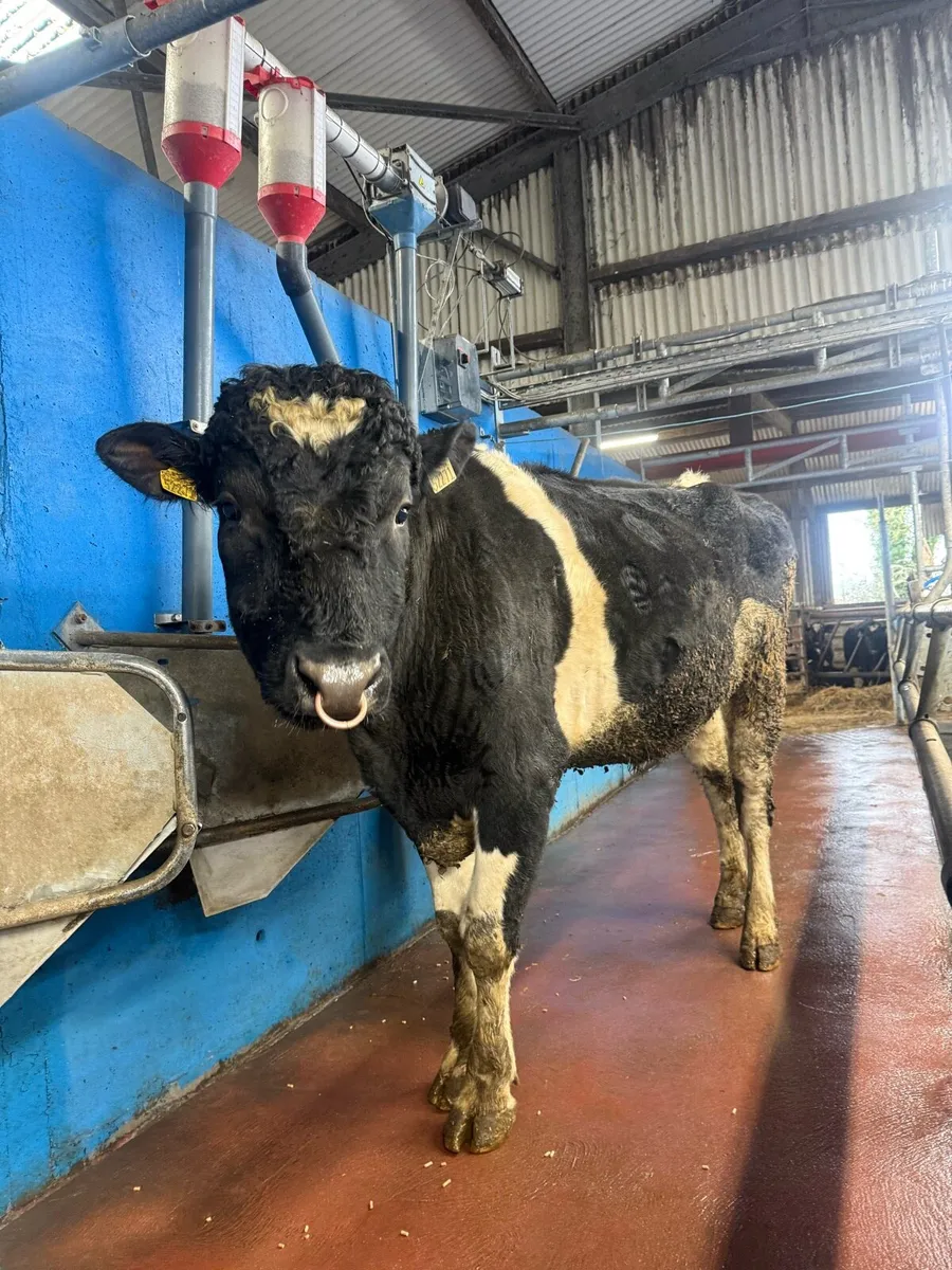 3yr old Frieasan bull - Image 1