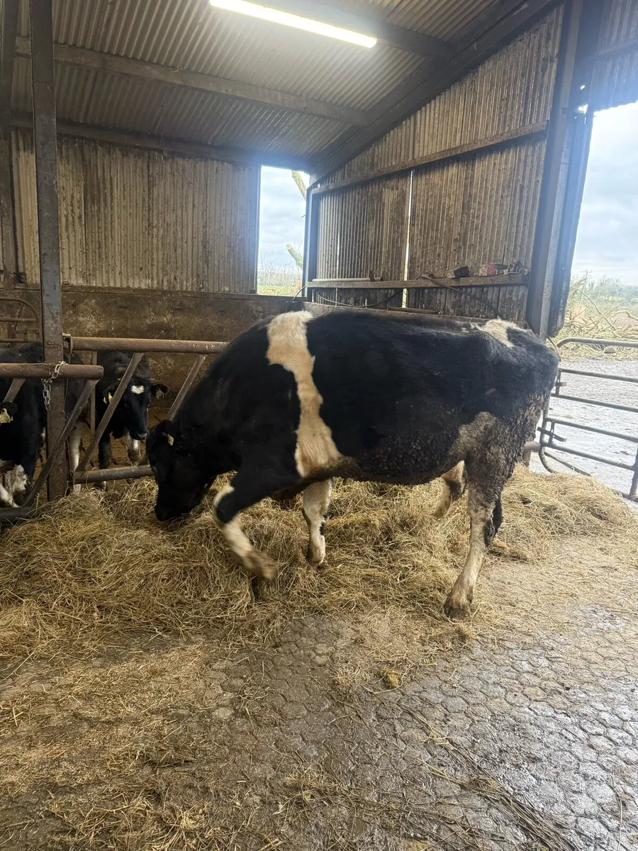 3yr old Frieasan bull - Image 2