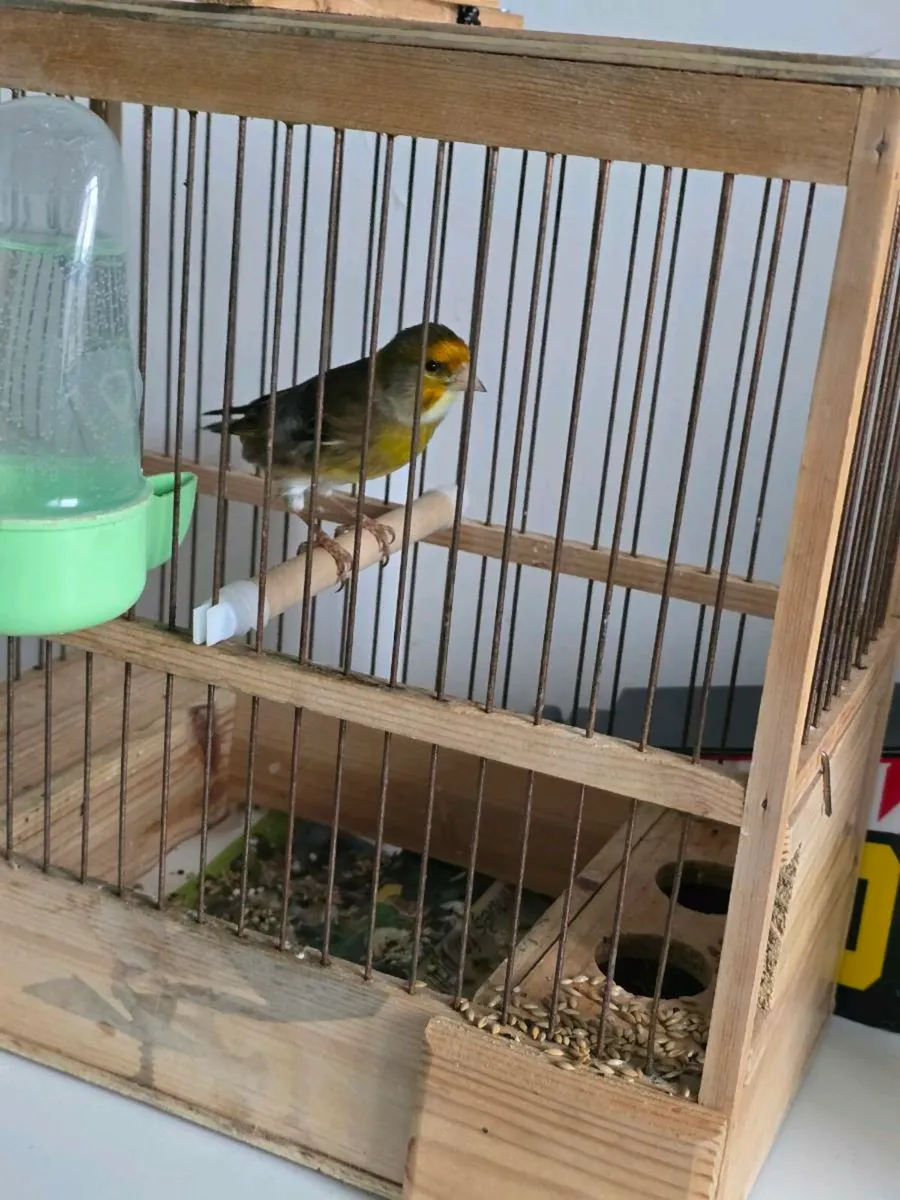 Nice Mule sings - Image 1