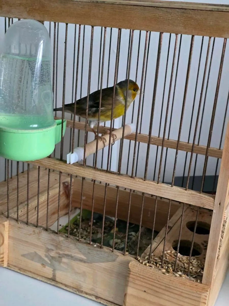 Nice Mule sings - Image 2