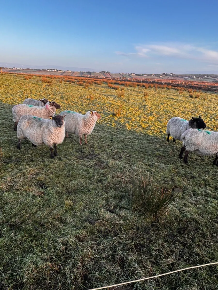 Organic Sheep - Image 4