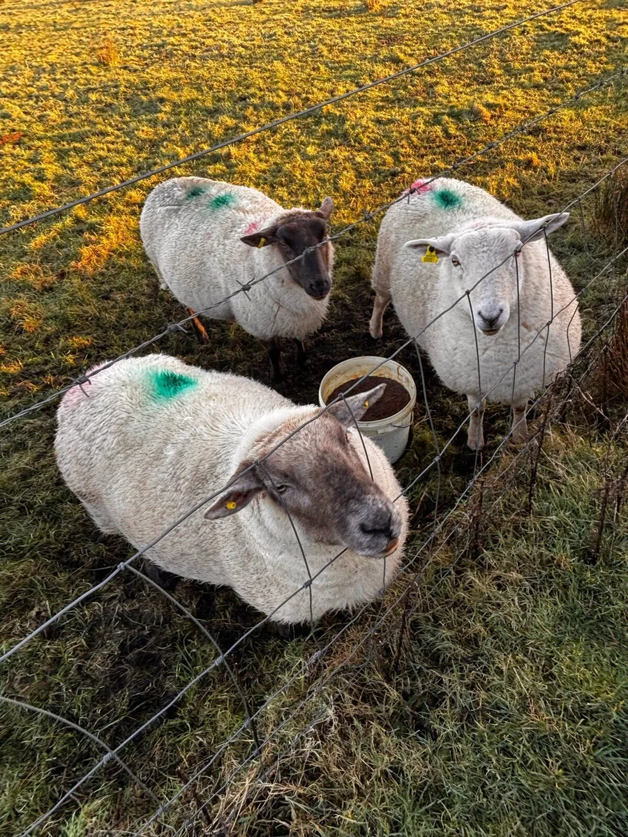 Organic Sheep - Image 1