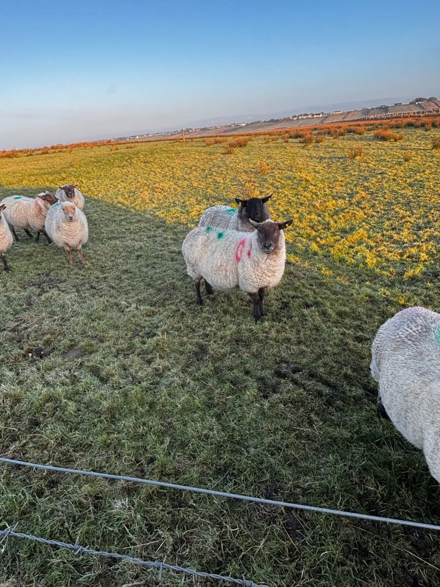 Organic Sheep - Image 2