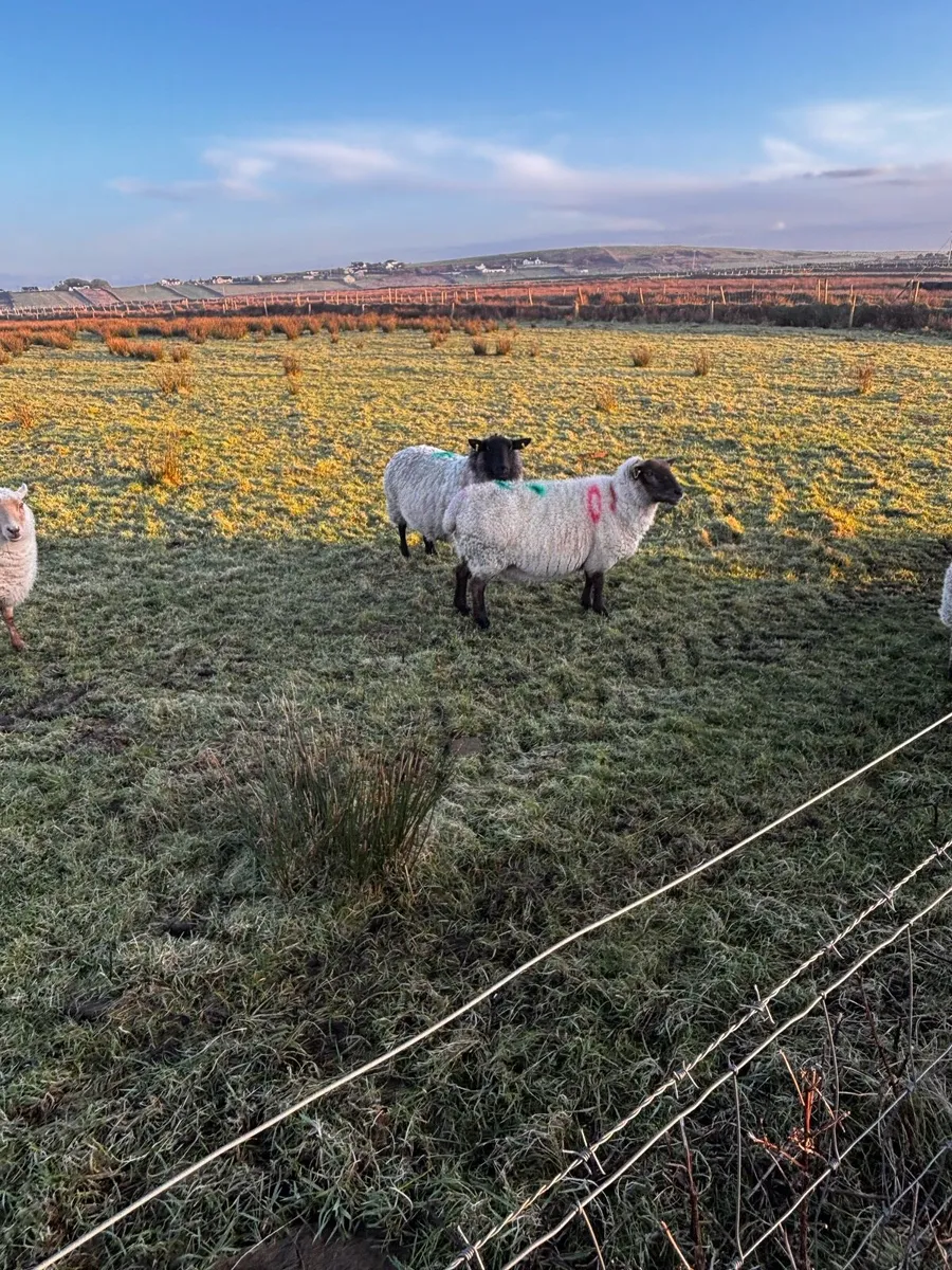 Organic Sheep - Image 3