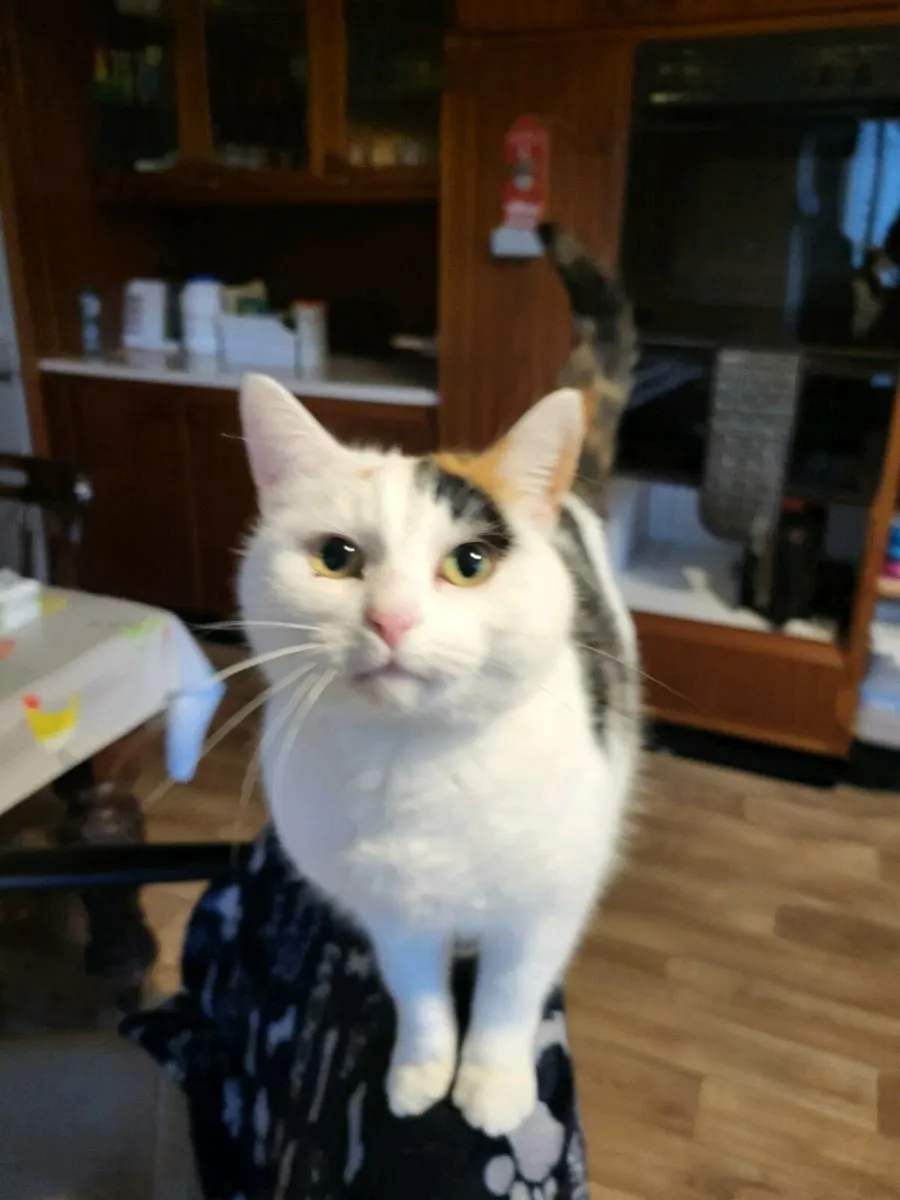 Female cat - Image 1