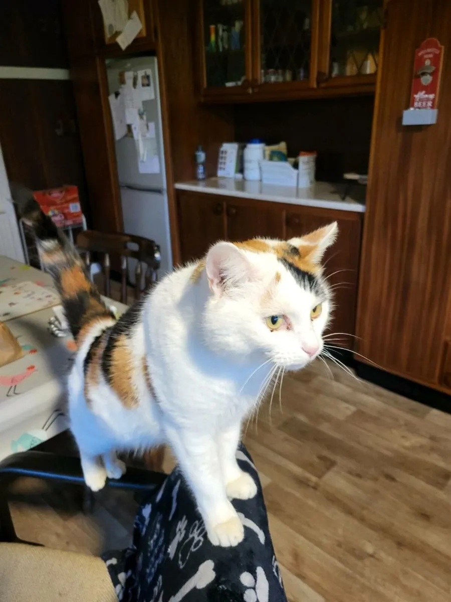 Female cat - Image 3