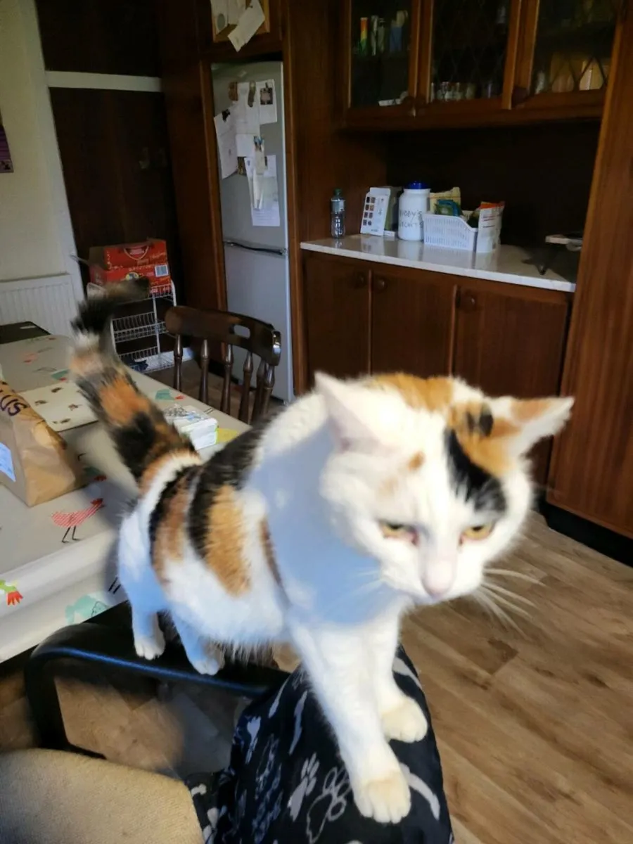 Female cat - Image 4