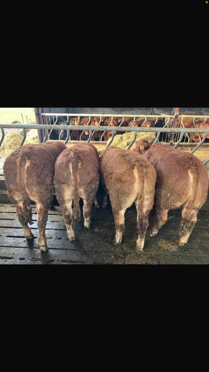 Tues 3rd Ros Mart Lim Weanling Bulls Pen 10 - Image 1