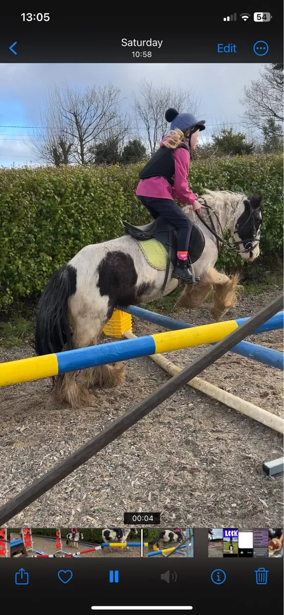 Perfect cob pony for young rider - Image 1