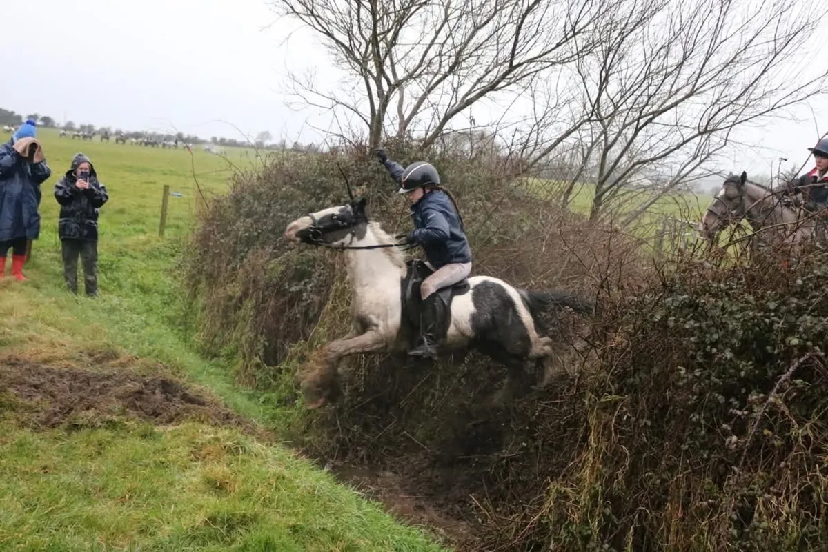 Perfect cob pony for young rider - Image 4
