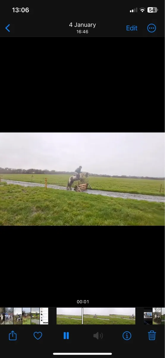 Perfect cob pony for young rider - Image 3