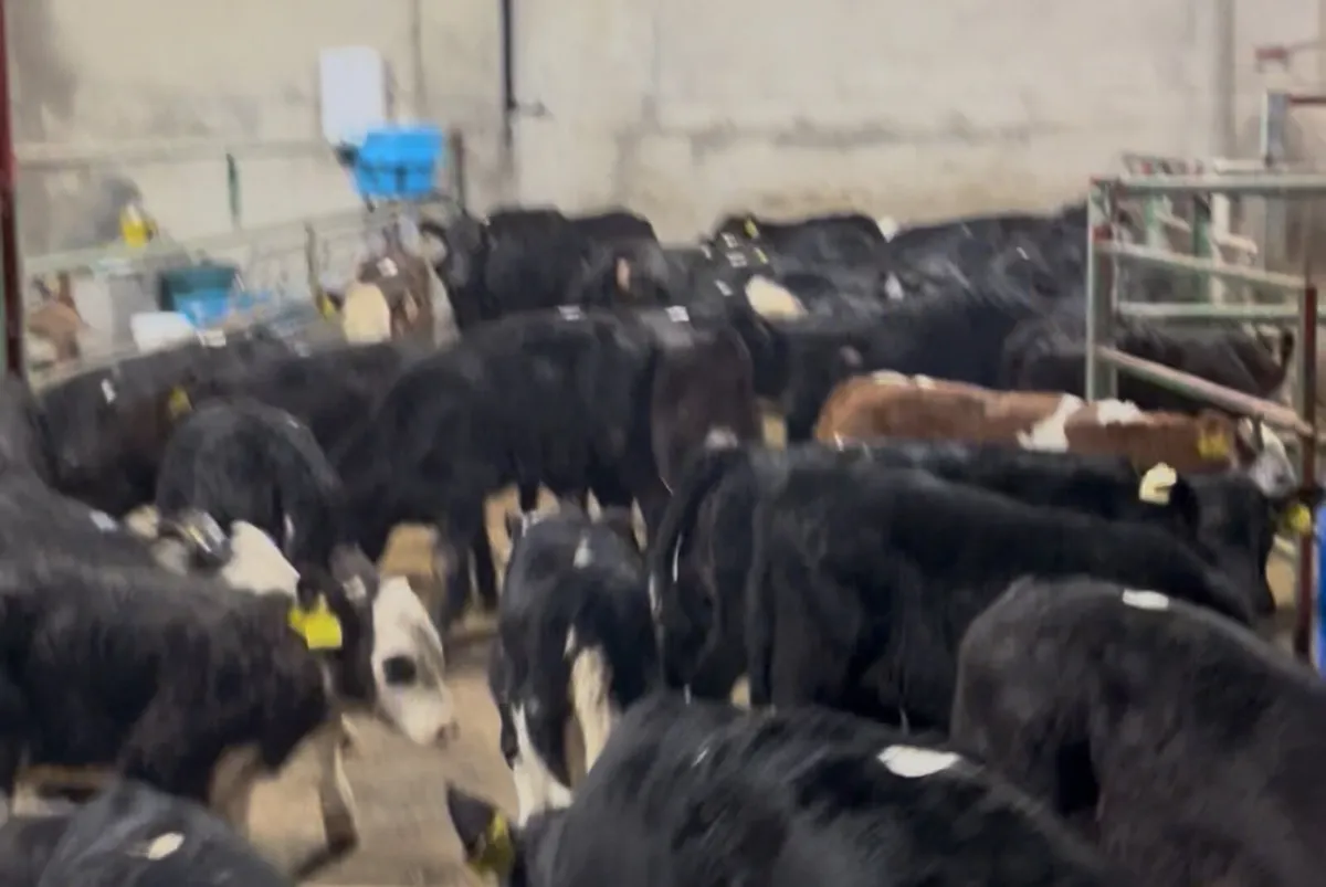 50 FRESH CALVES ON THE WAY!!! - Image 1