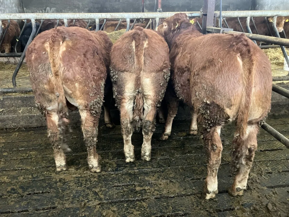 Tues 3rd Ros Mart Lim Weanling Bulls Pen 10 - Image 3