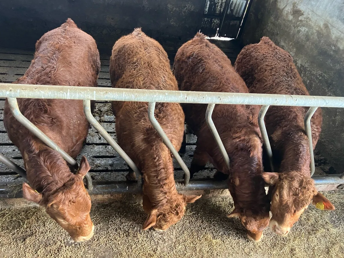 Tues 3rd Ros Mart Lim Weanling Bulls Pen 10 - Image 2