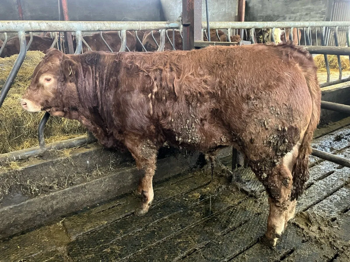 Tues 3rd Ros Mart Lim Weanling Bulls Pen 10 - Image 4