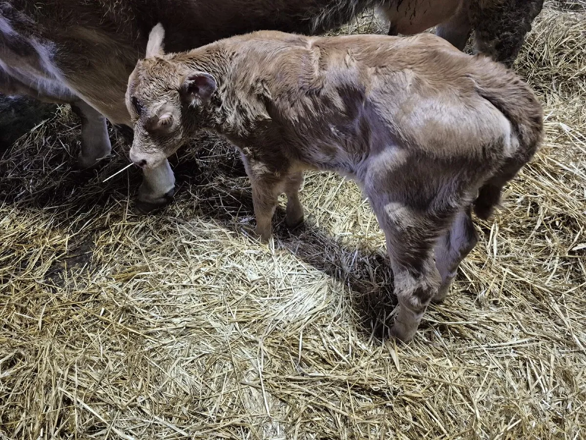Heifer Calf