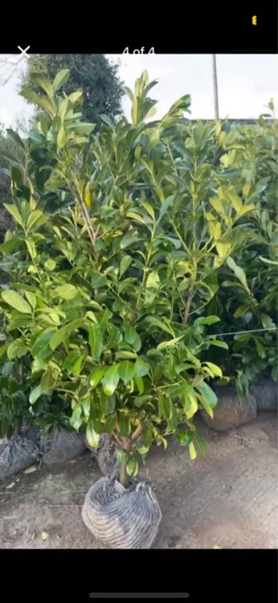 4-5ft Laurel Hedging - Image 2
