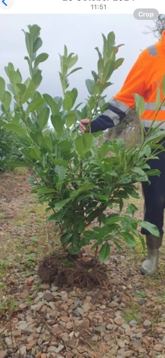 4-5ft Laurel Hedging - Image 4