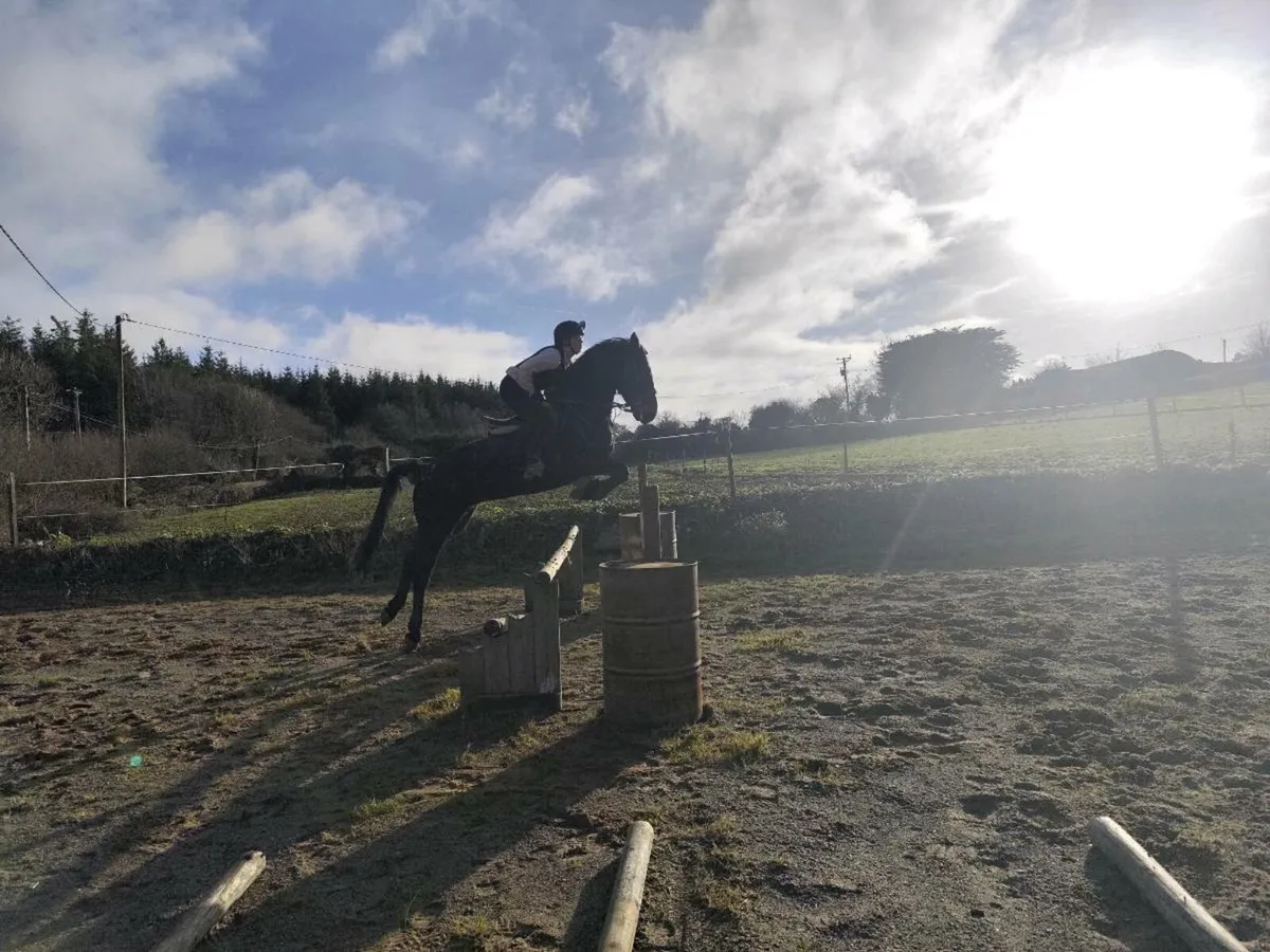 148cms 8 year old mare - Image 2