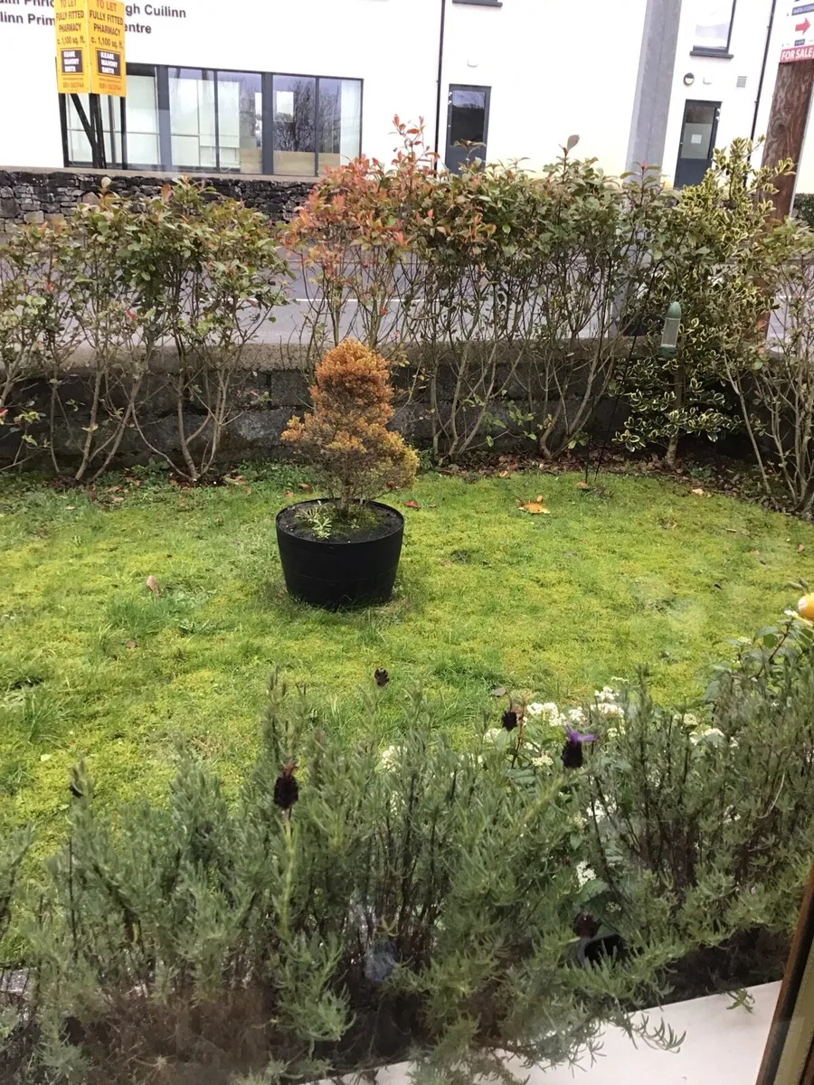 5ft Red Robin Hedge - Image 1