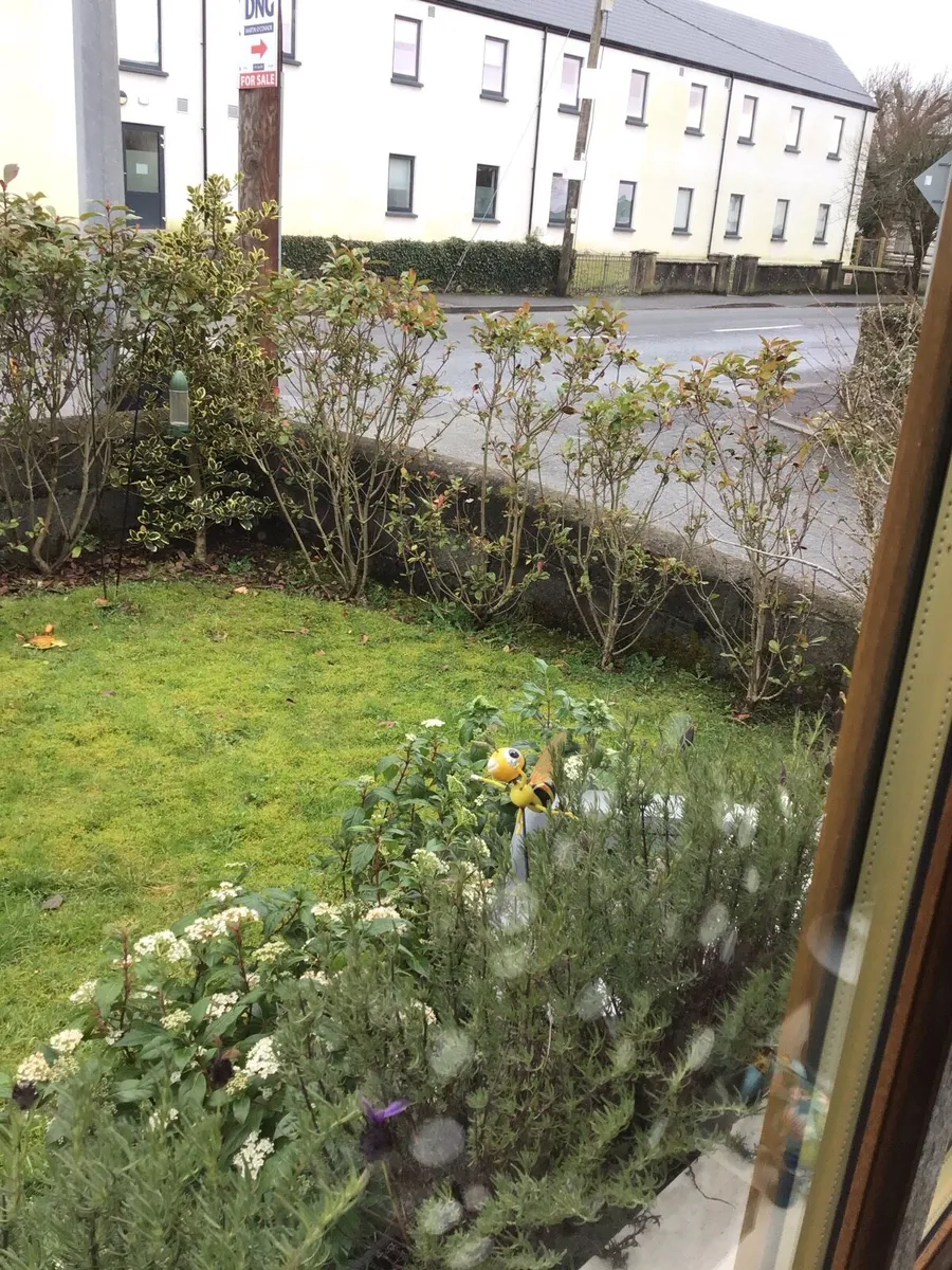 5ft Red Robin Hedge - Image 2